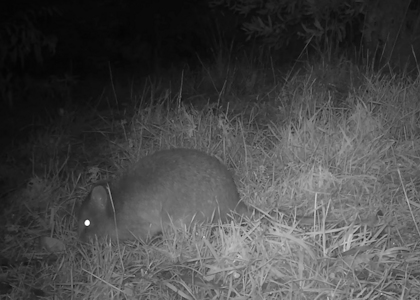 southern brown bandicoot